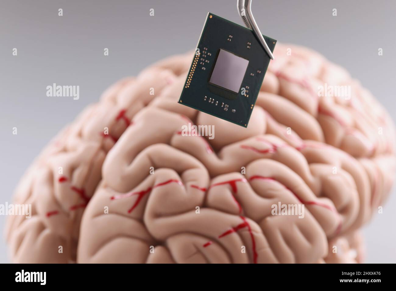 Person use tweezers to put tiny computer chip in plastic human brain model Stock Photo