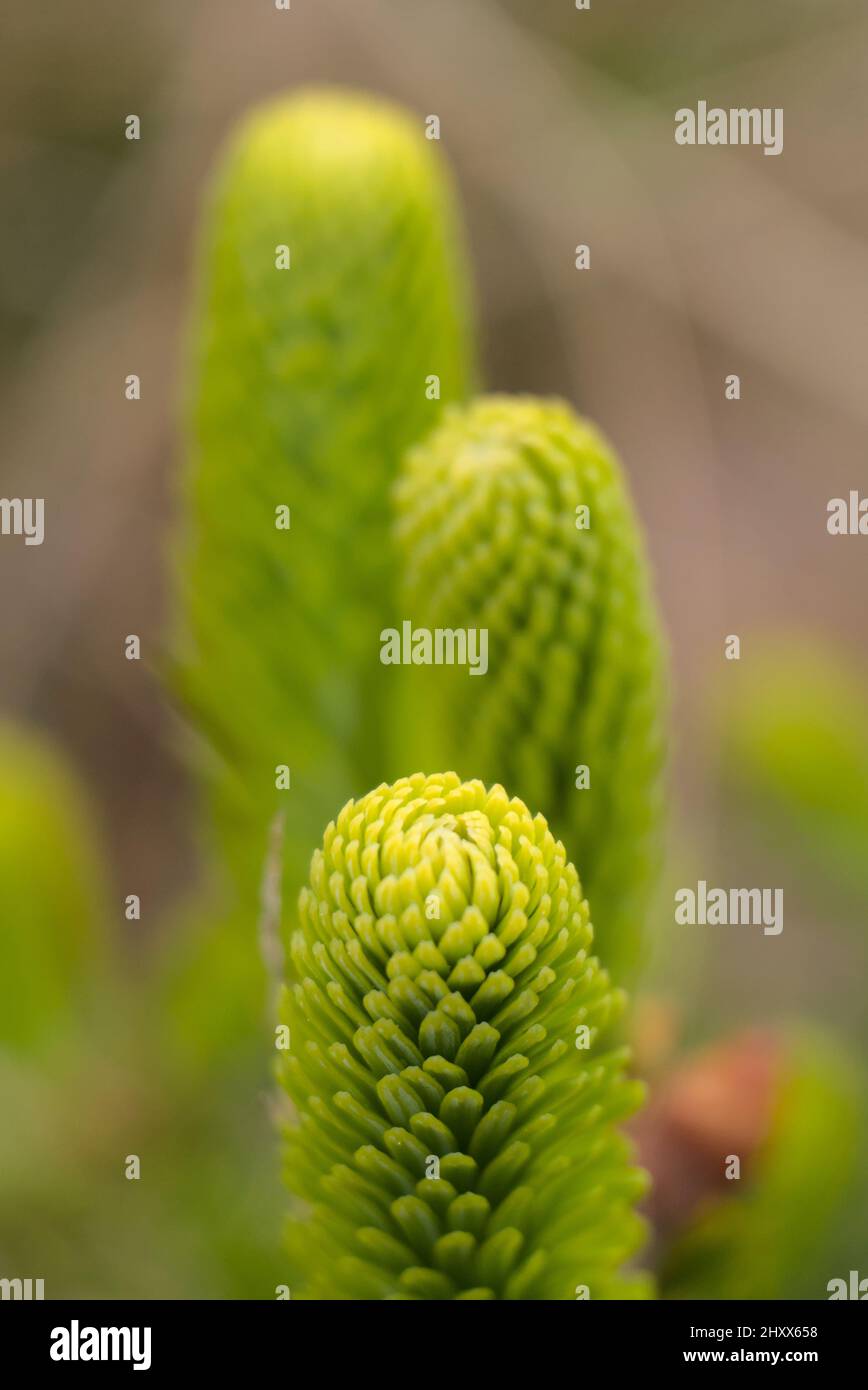 Selective focus of a green Araucaria columnaris with blurred green background Stock Photo