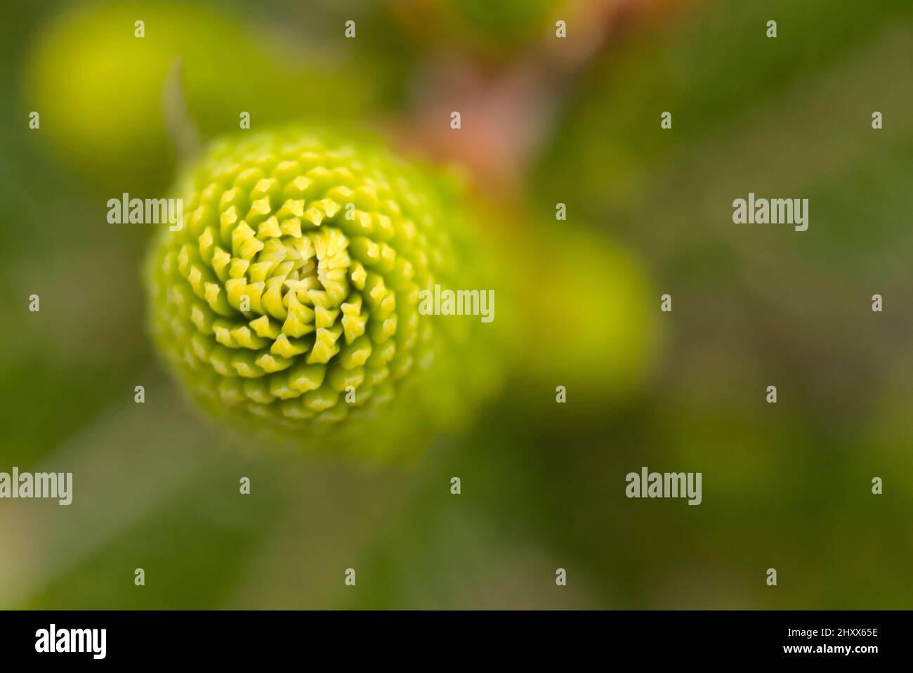 Shallow focus of a green Araucaria columnaris with blurred green background Stock Photo