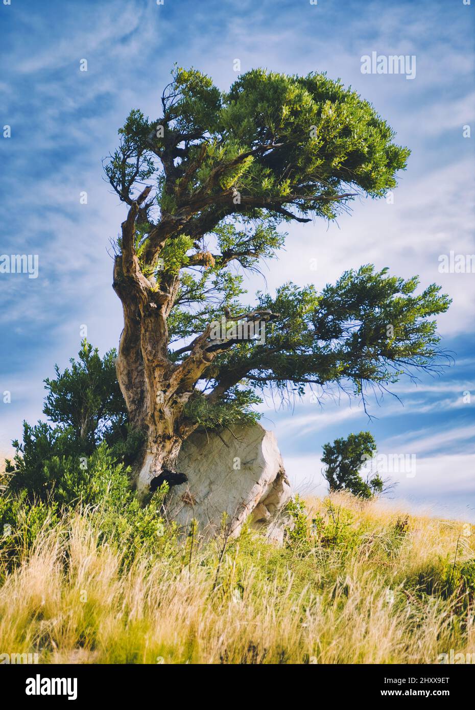 Vertical shot of a Juniperus excelsa in a field on a windy day Stock Photo