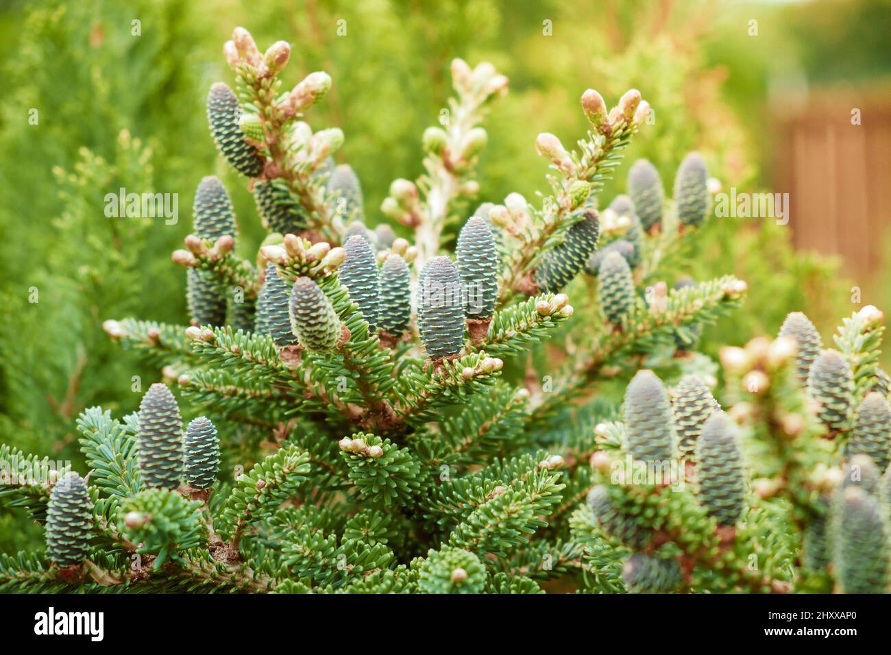 Lot of cones on branches of korean fir. Abies koreana in garden in golden light at summer day. Stock Photo