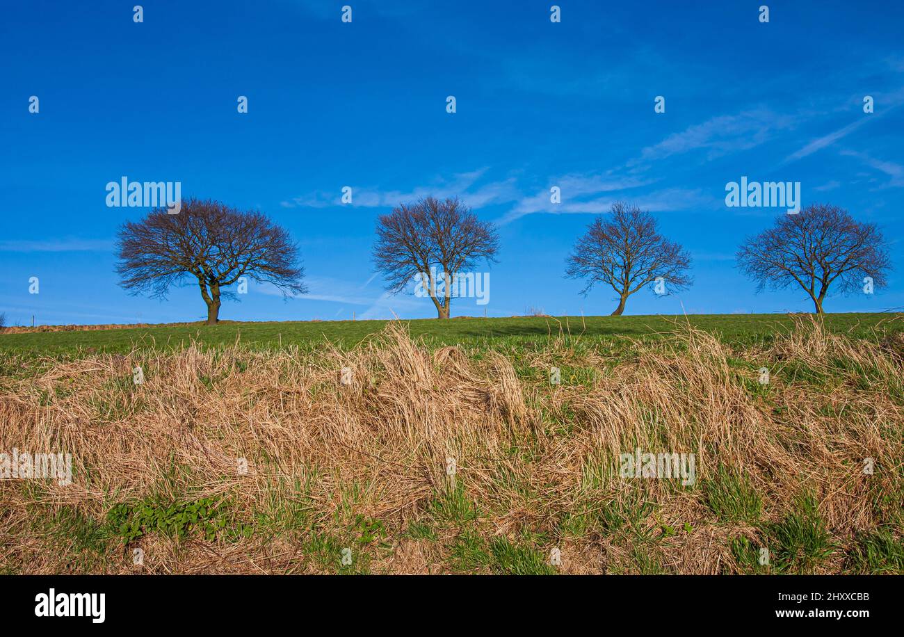 Beautiful view of a field with trees under the blue sky Stock Photo - Alamy