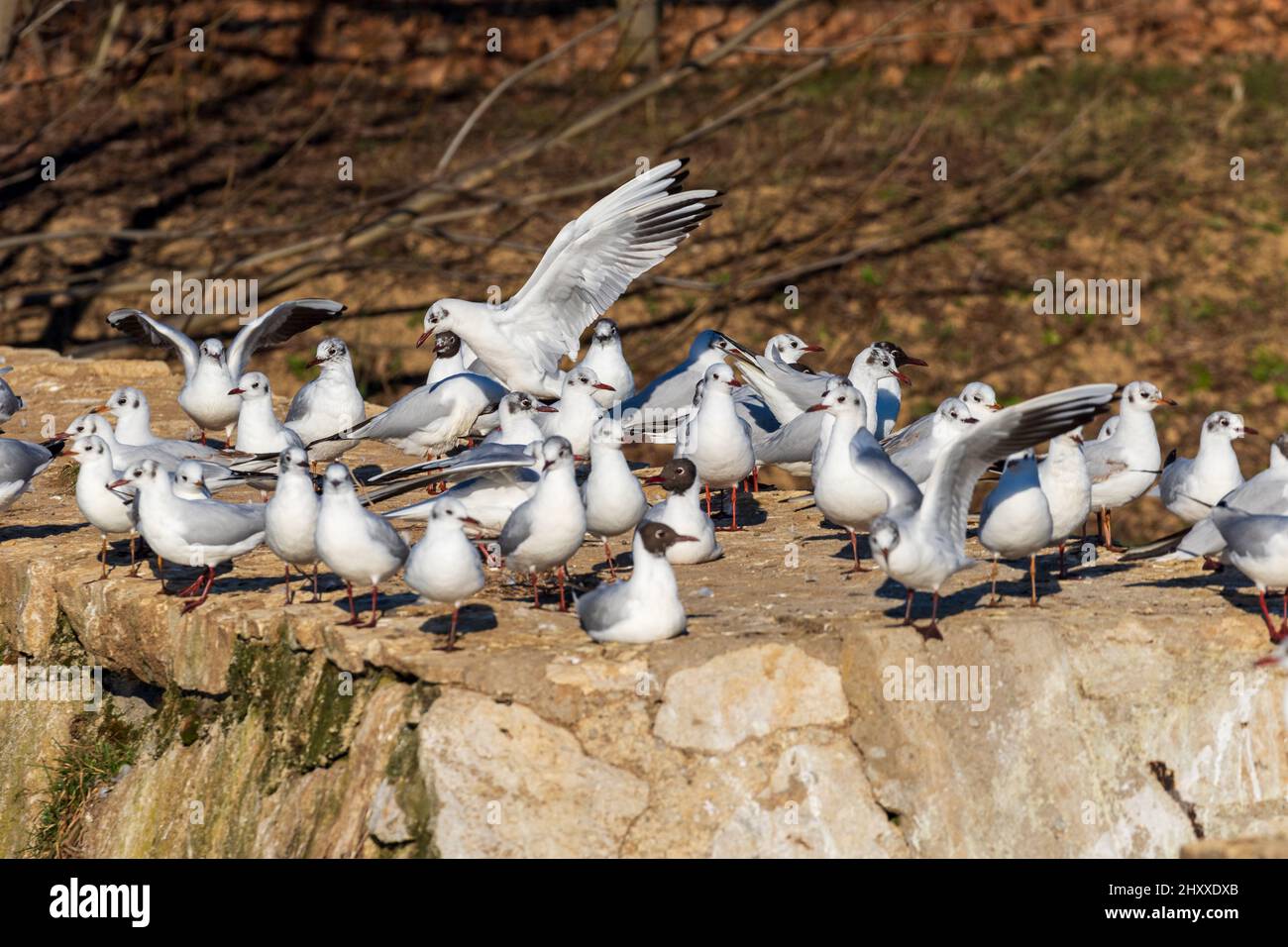 A view of a group of white gulls resting on the edge of a cliff Stock A view of a group of white gulls resting on the edge of a cliff Stock