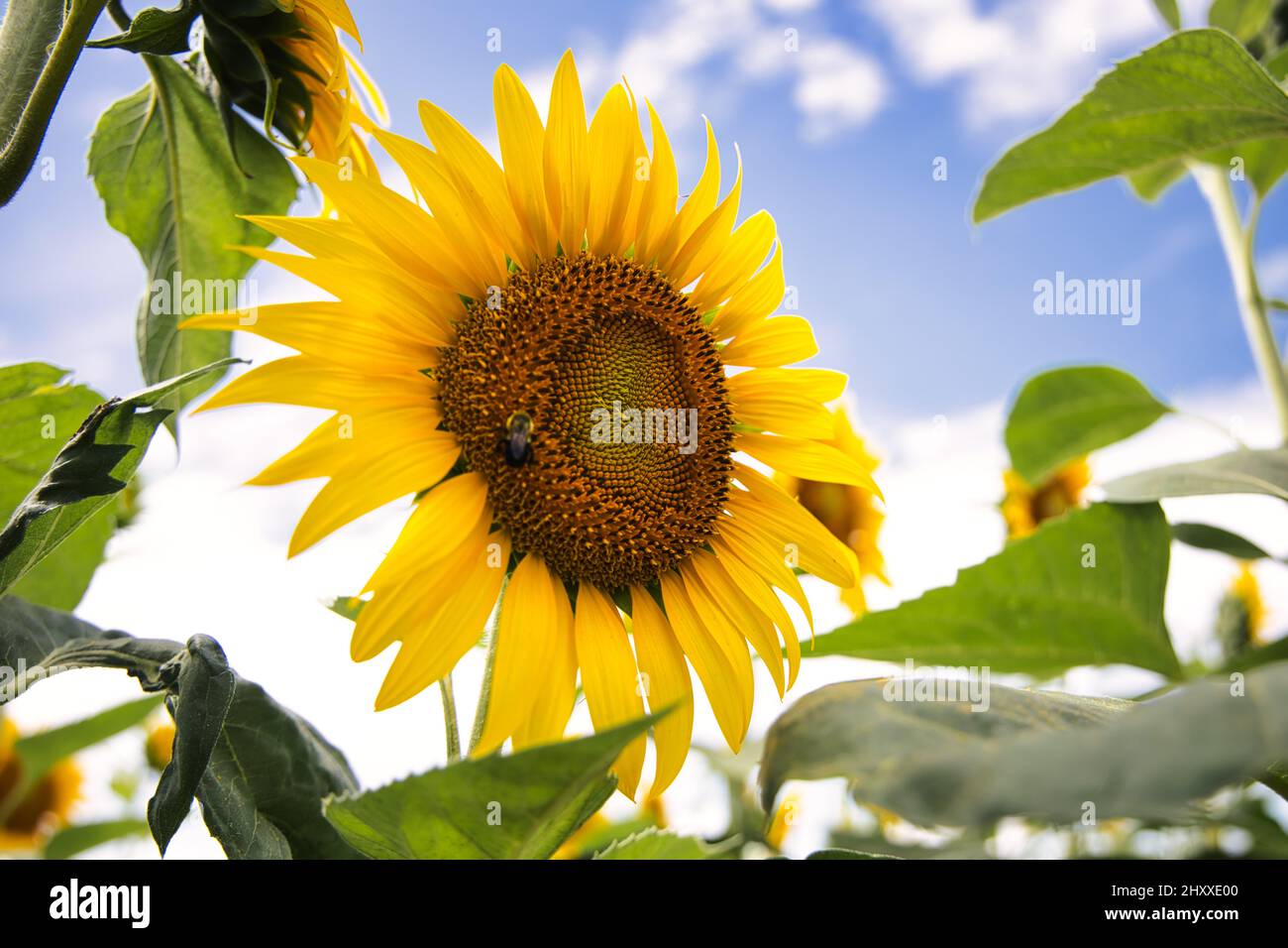 Closeup of a sunflower field in the summer Stock Photo - Alamy