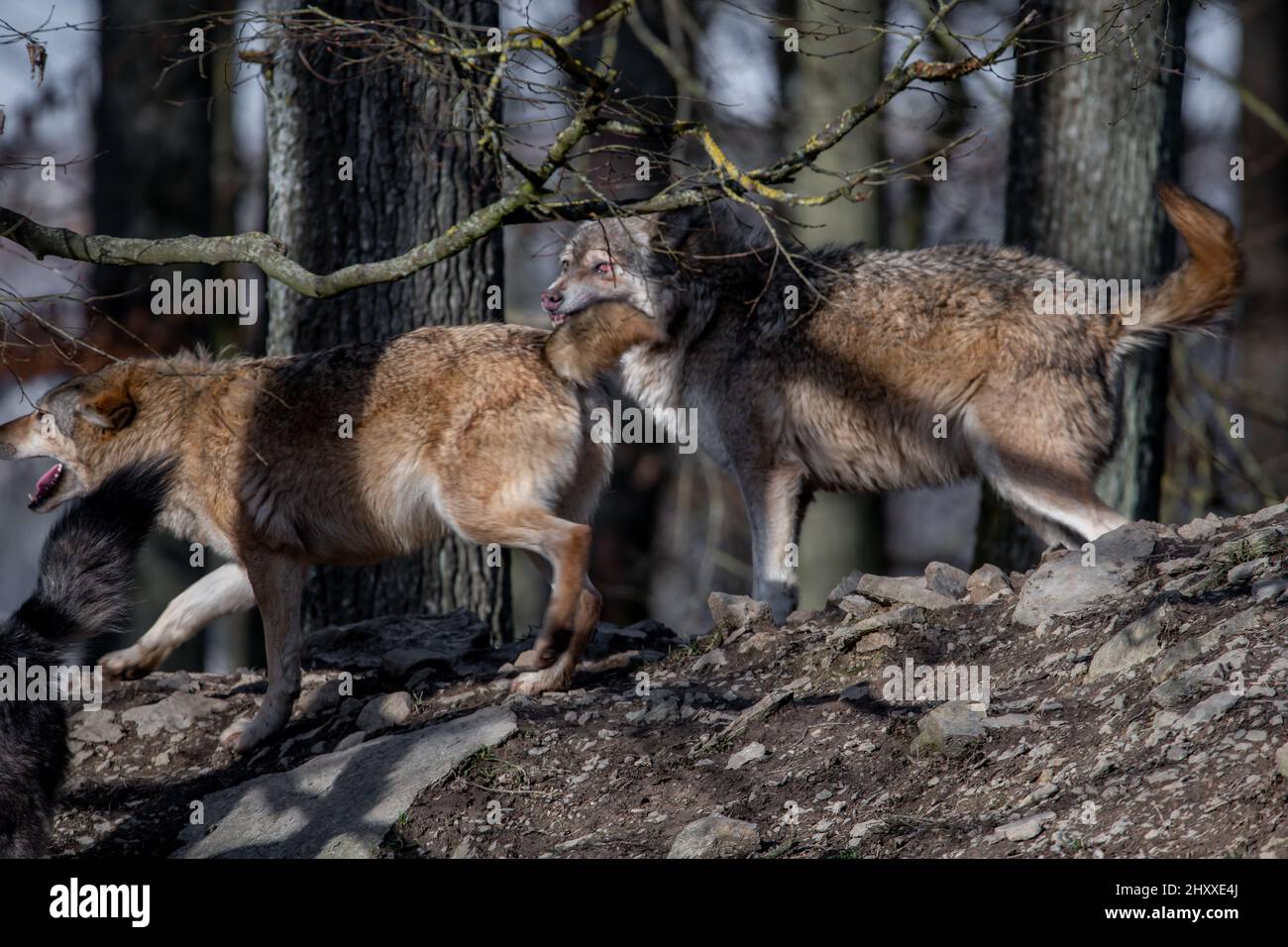 Wolves bavaria hi-res stock photography and images - Alamy