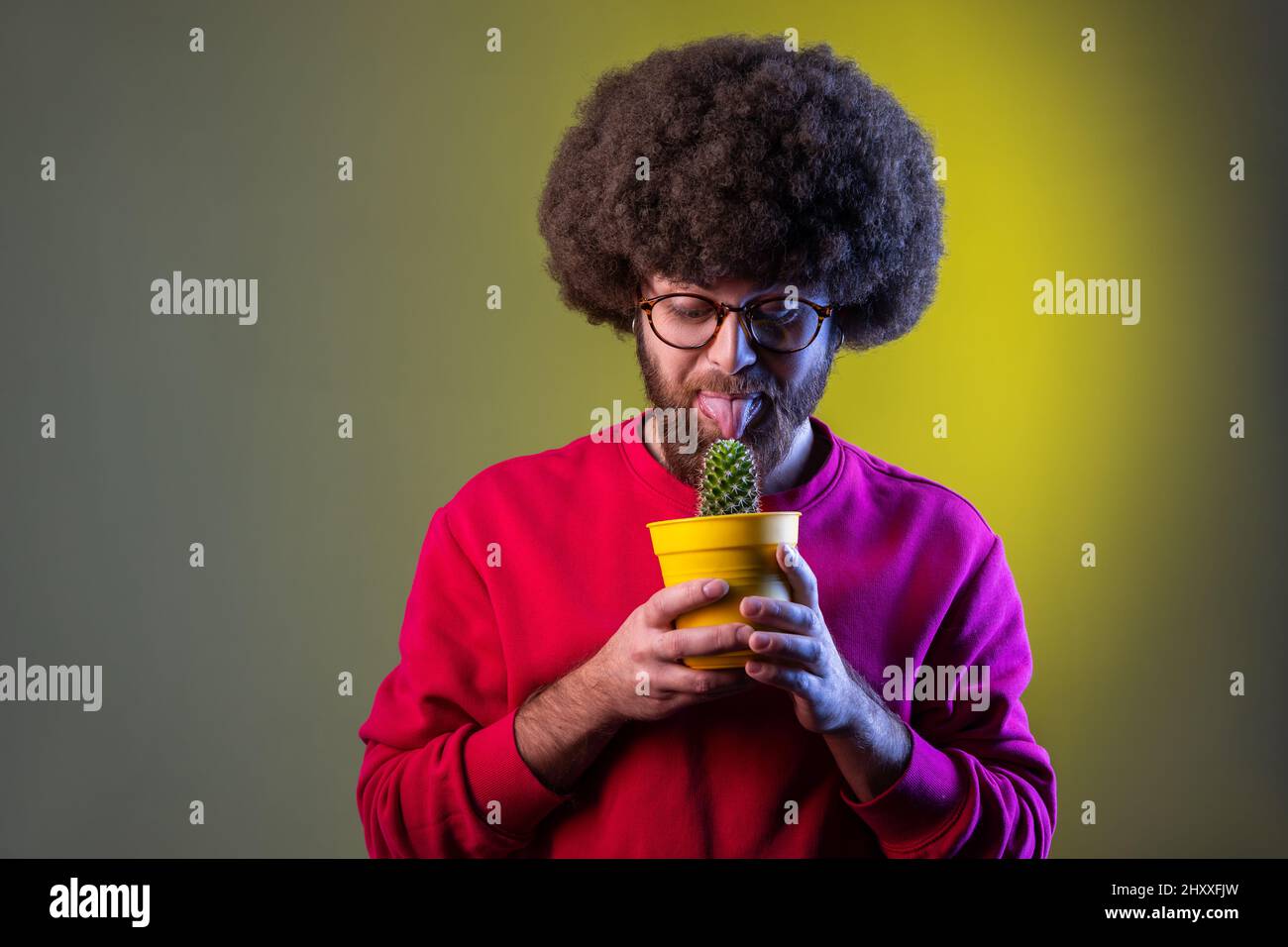 Crazy childish hipster man with Afro hairstyle holding cactus in hands, trying to lick flower with tongue, wearing red sweatshirt. Indoor studio shot isolated on colorful neon light background. Stock Photo