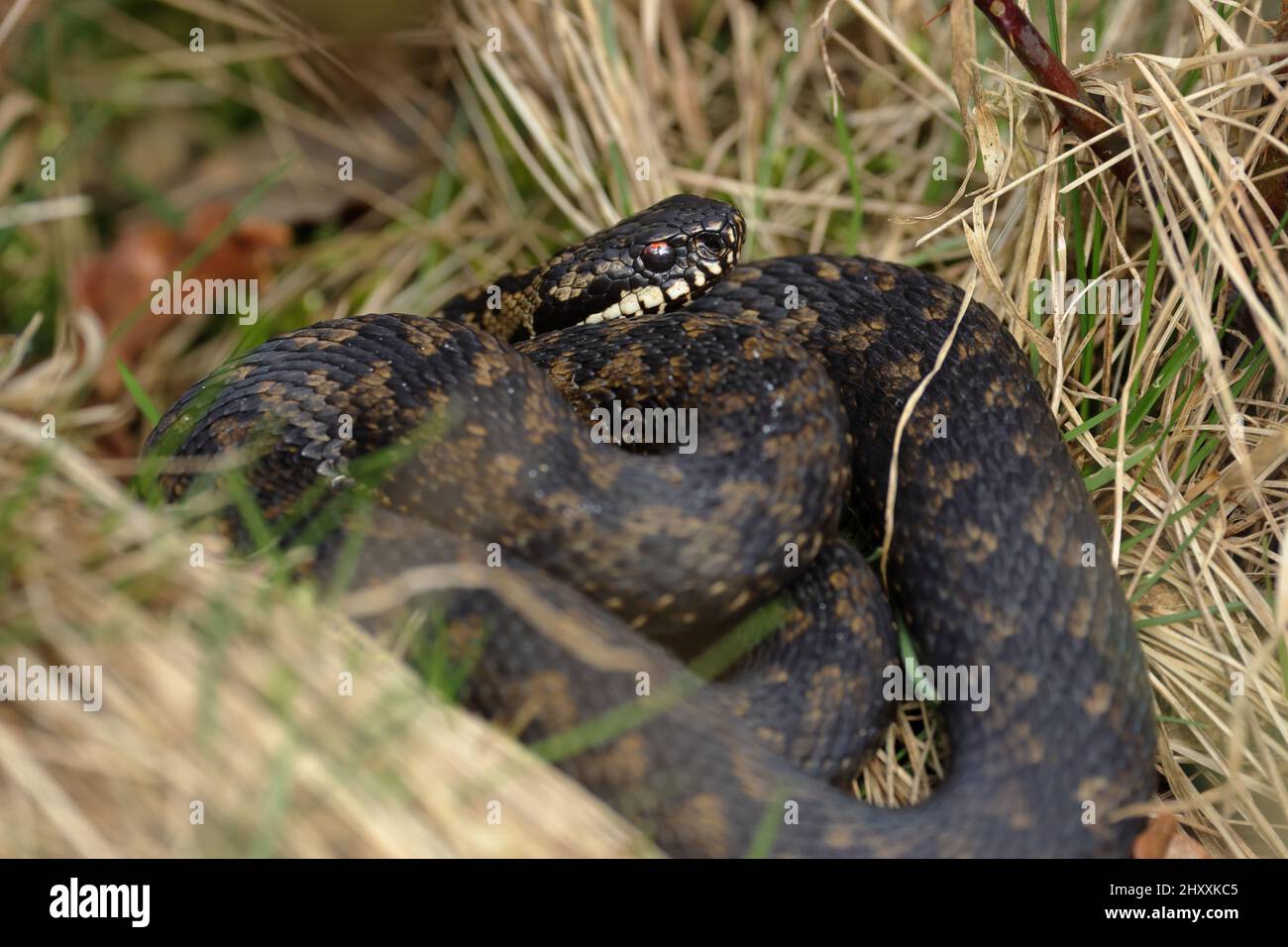Vipera berus, the common European adder or common European viper, is a venomous snake that is extremely widespread. Stock Photo