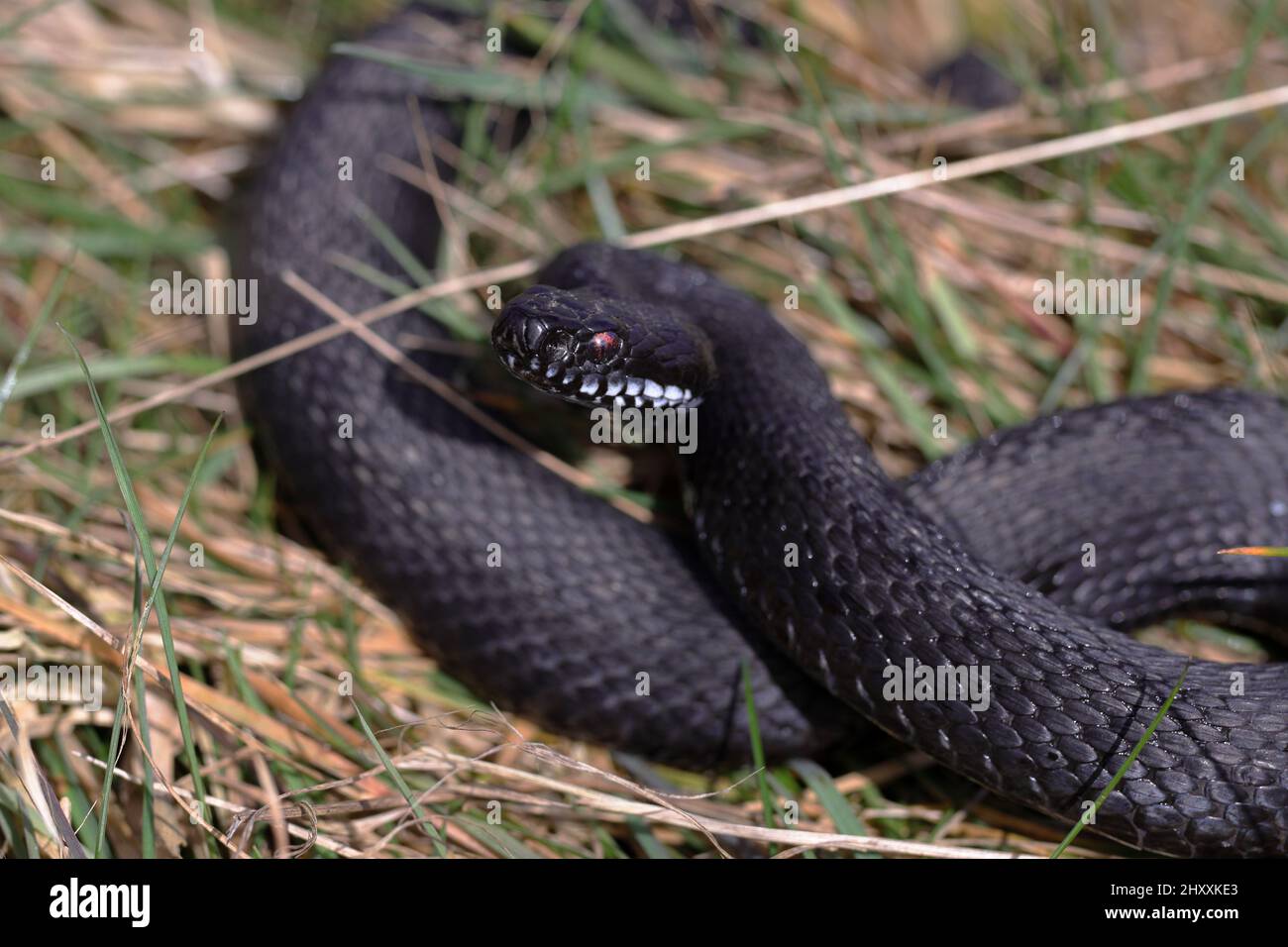 Vipera berus, the common European adder or common European viper, is a venomous snake that is extremely widespread. Stock Photo