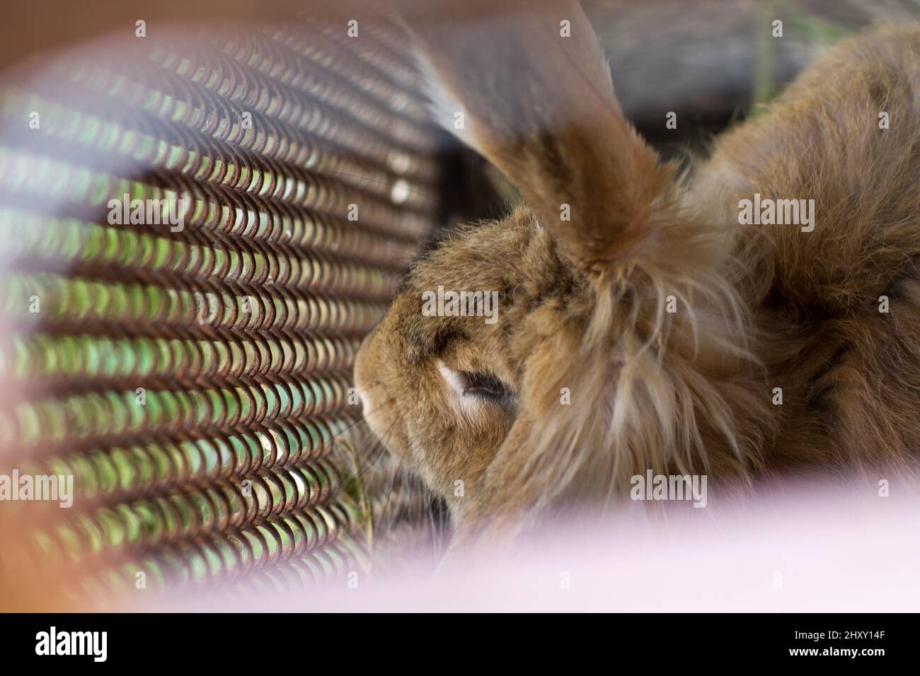Cute brown rabbit in a cage blurred corners, animal cruelty Stock
