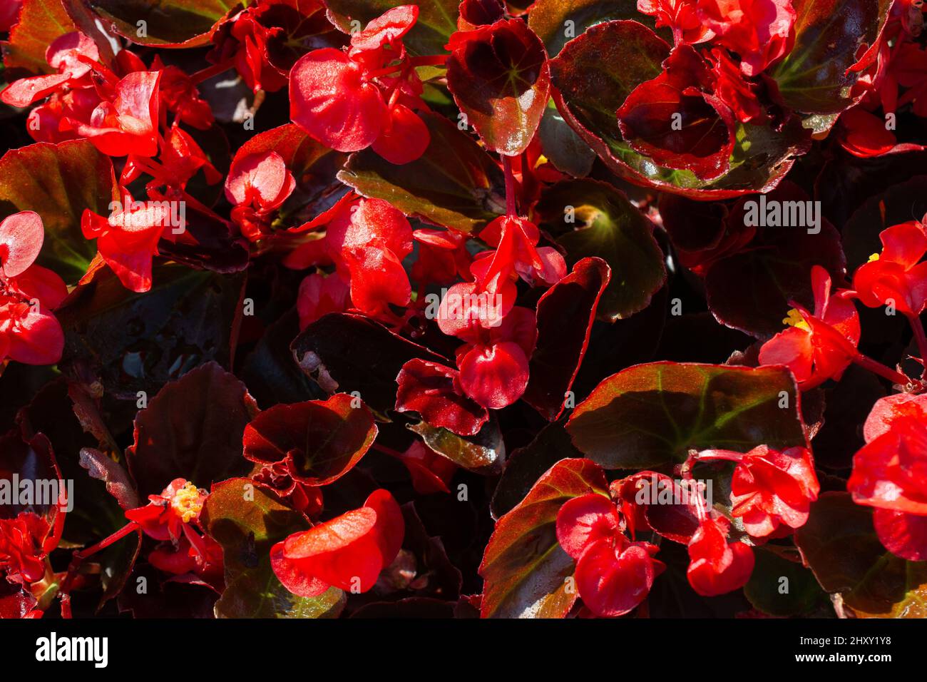 Beautiful shot of blooming wax begonia in daylight Stock Photo