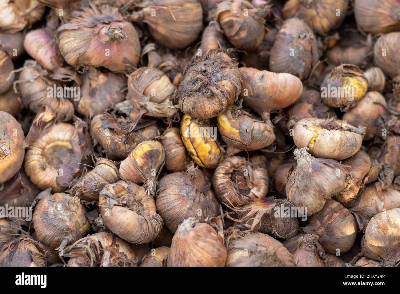 Gladiolus corms or glads seeds closeup Stock Photo