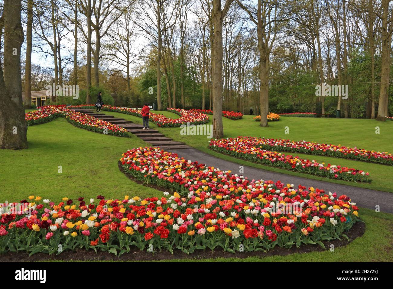 Flowers in bloom at the 63rd Annual Spring Opening of the Keukenhof Flower Park at the Keukenhof
