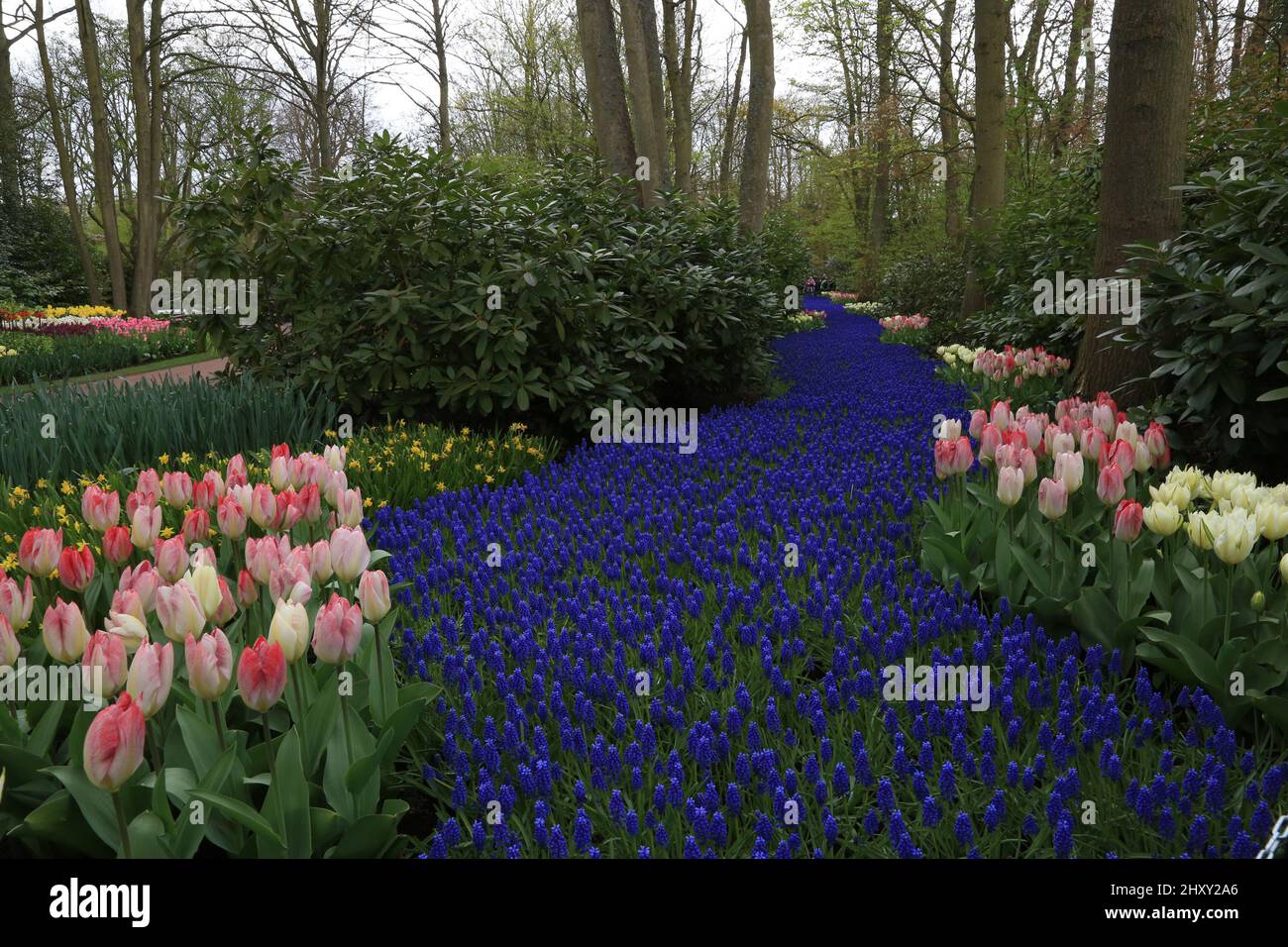Flowers in bloom during the 63rd Annual Spring Opening of the Keukenhof Flower Park at the Keukenhof in The Netherlands. Stock Photo