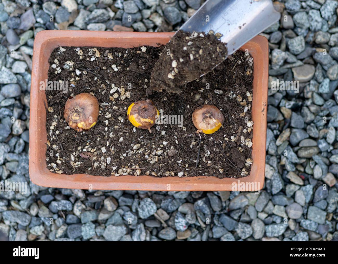 Planting mixed colored gladiolus bulbs in a pot Stock Photo Alamy