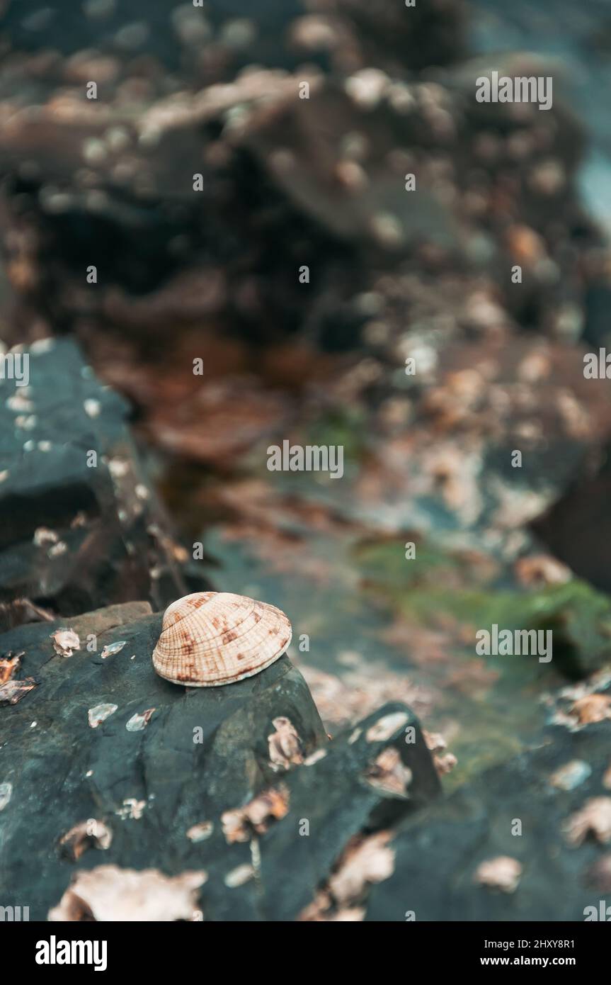 Vertical shot grass beach hi-res stock photography and images - Alamy