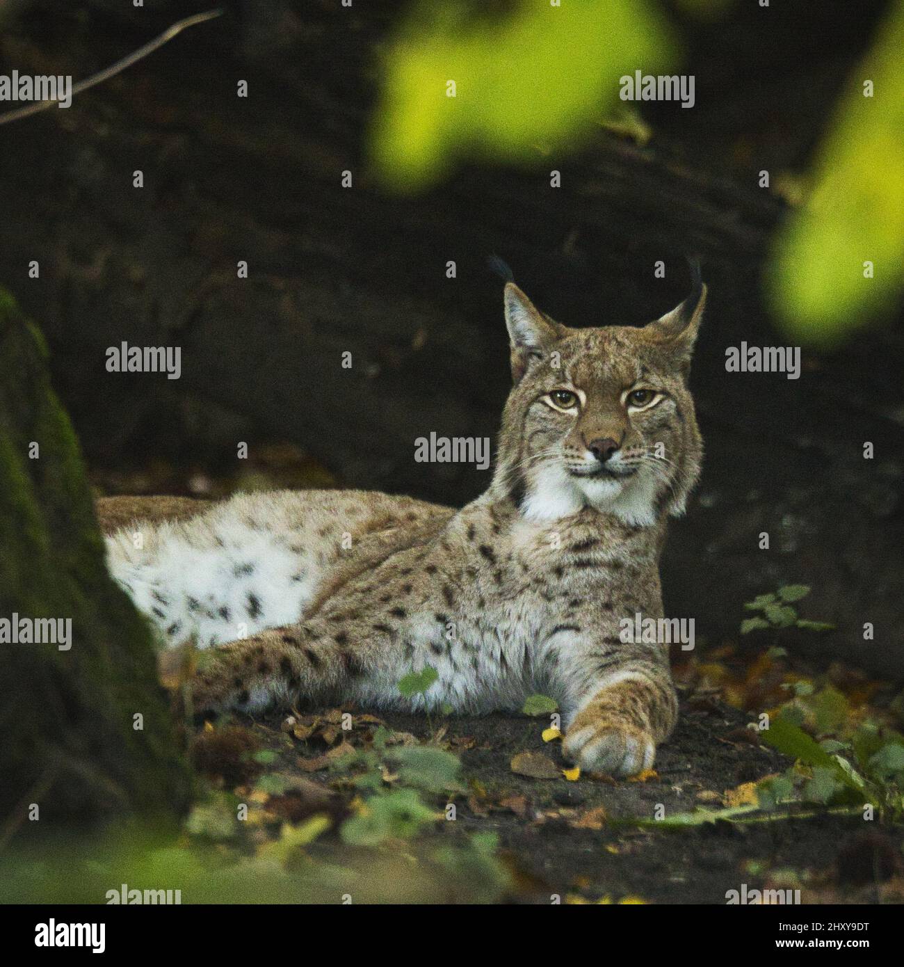 Shot of a beautiful Common lynx chilling in the jungle Stock Photo Biology Diagrams
