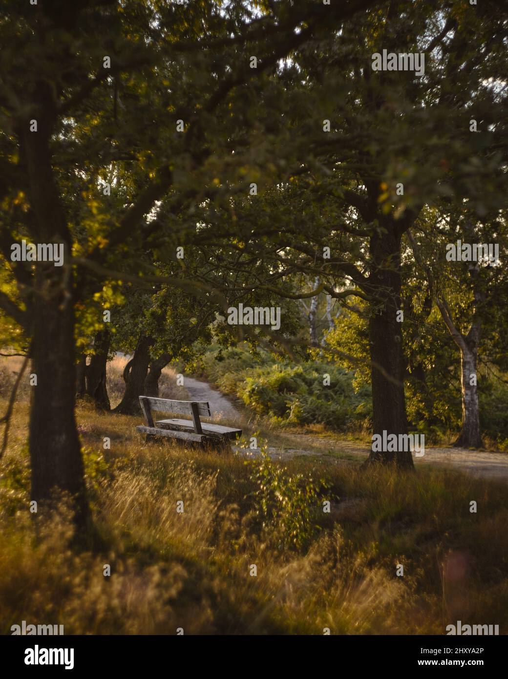 Shot of wooden bench in a park with beautiful trees Stock Photo - Alamy