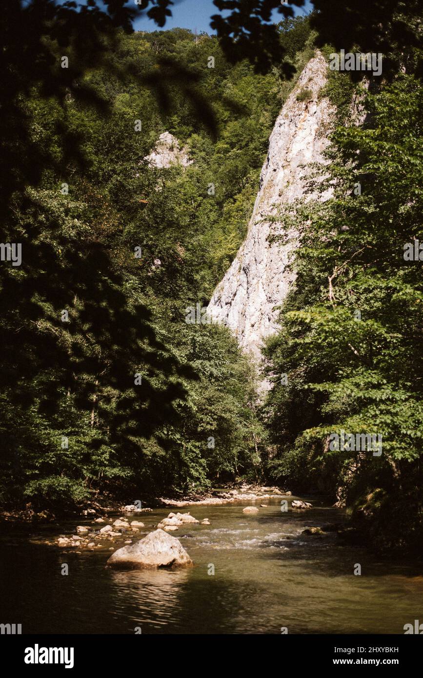 Vertical shot of the river flowing among the trees in a gorge Stock ...