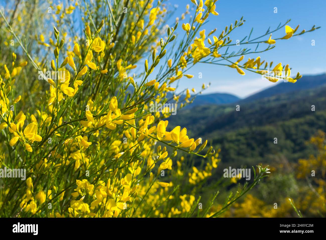 Yellow flowers of retama in the foreground with mountains in the background. Cytisus scoparius Stock Photo