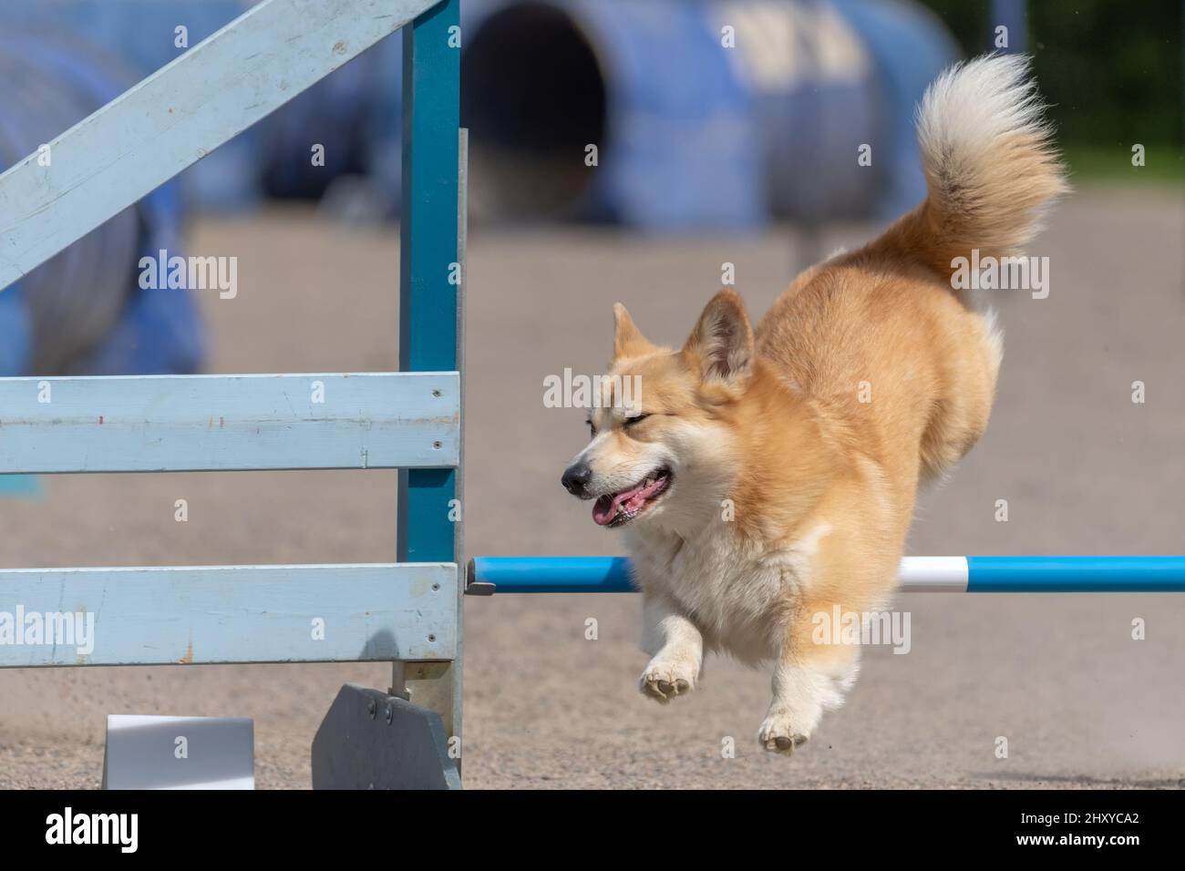 Welsh Corgi Pembroke jumps over an agility hurdle in agility competition Stock Photo