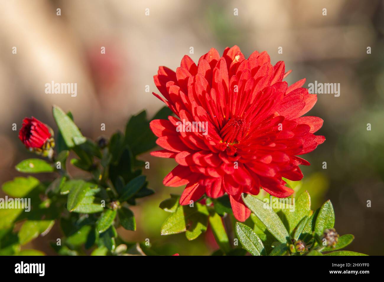 Selective focus shot of a red chrysanthemum grandiflorum with green leaves Stock Photo
