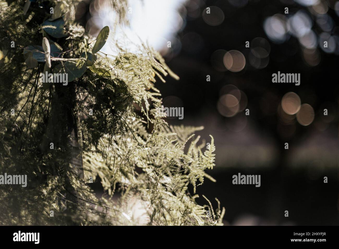 Closeup of branches of a tree Stock Photo - Alamy