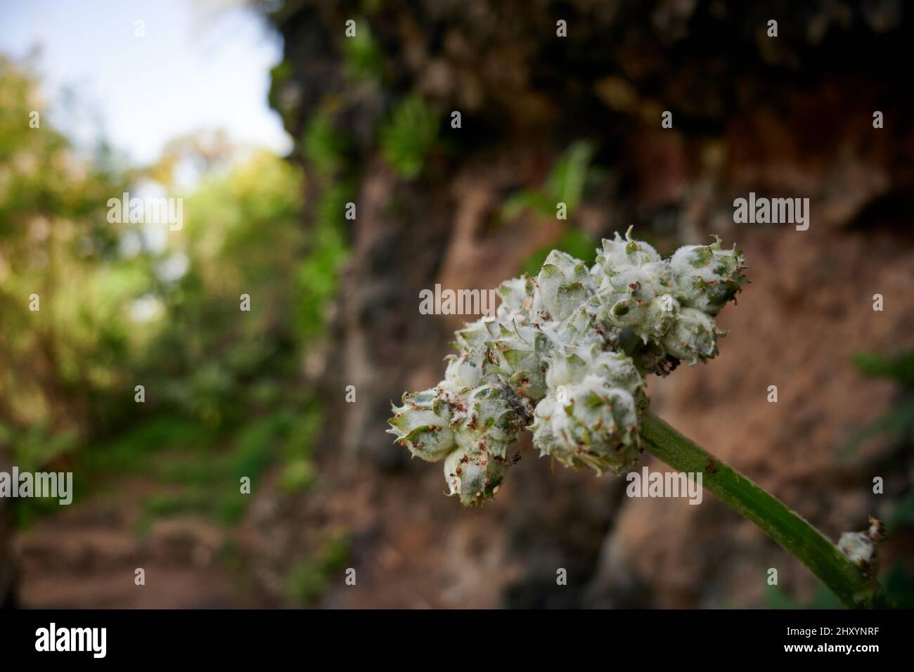 Closeup of alyssum flowers in the wilderness Stock Photo - Alamy
