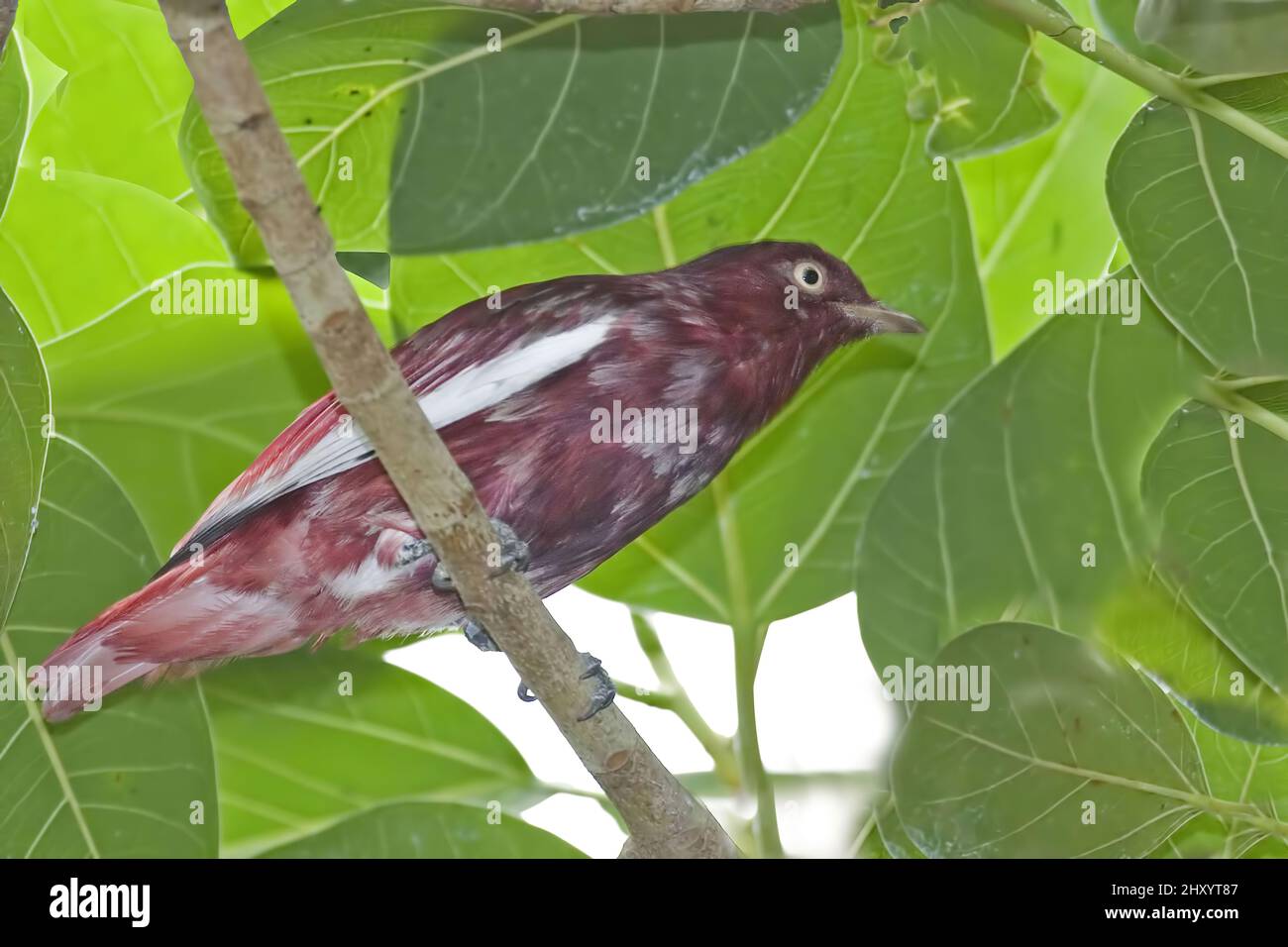 A Male Pompadour Cotinga, Xipholena punicea Stock Photo