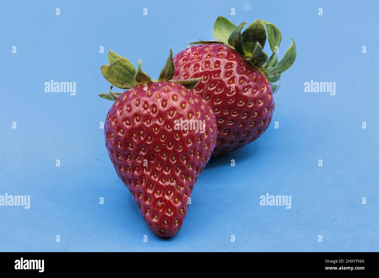 Closeup of fresh red strawberries on a blue background Stock Photo - Alamy