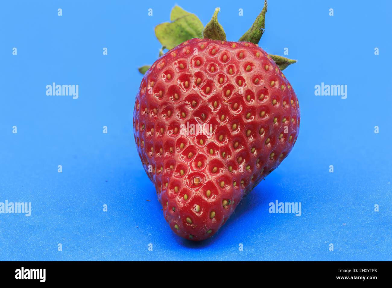 Macro shot of a fresh red strawberry on a blue background Stock Photo ...