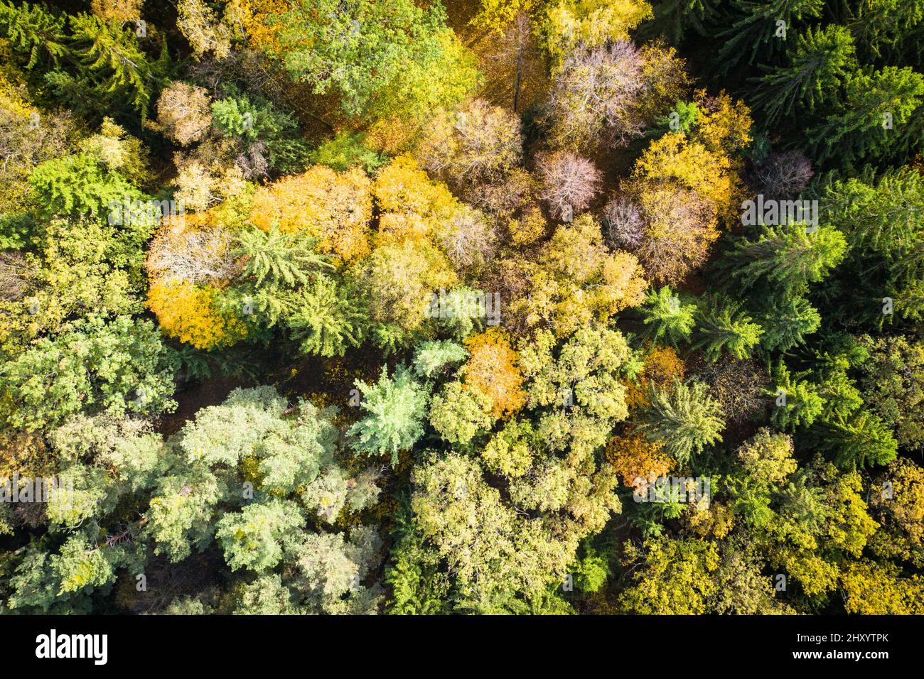 Aerial view of a colorful autumnal forest Stock Photo - Alamy