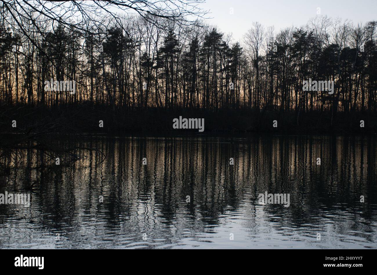 Beautiful shot taken in a forest during the day Stock Photo - Alamy