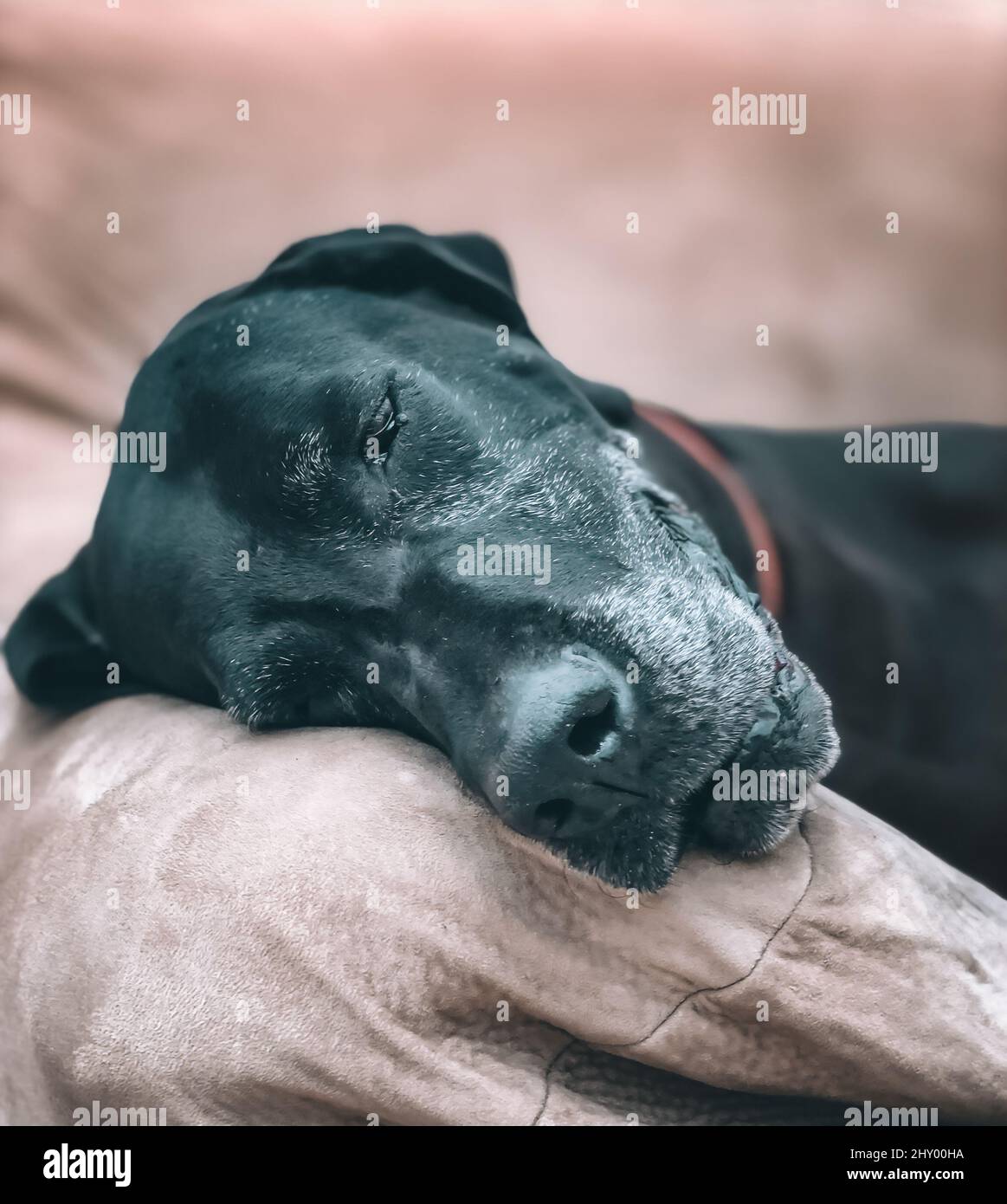 Photo of sleeping black dog Stock Photo - Alamy