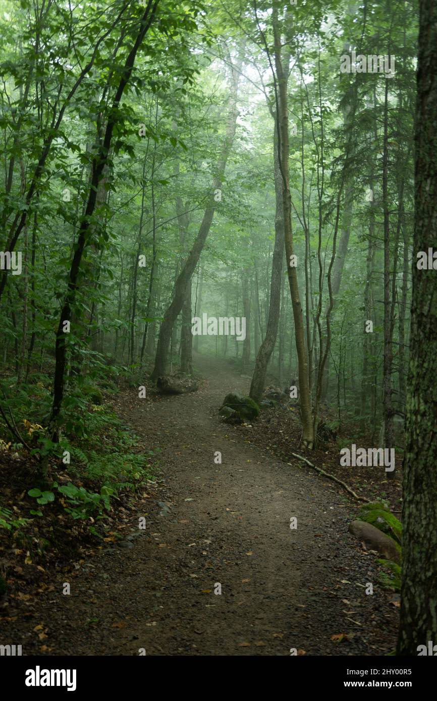 Beautiful shot taken in a forest during the day Stock Photo - Alamy
