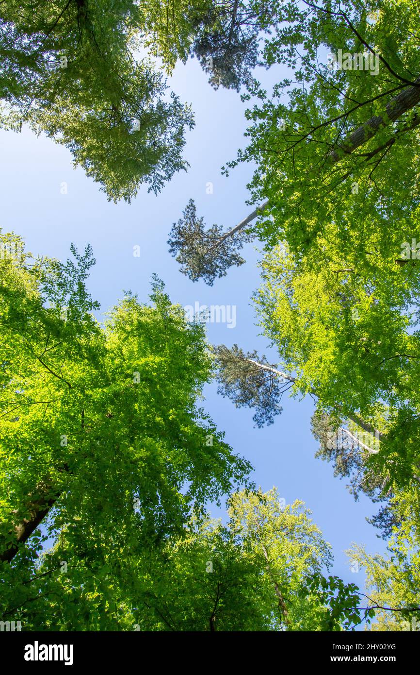 Low angle vertical shot of tall green trees in a forest under the clear ...