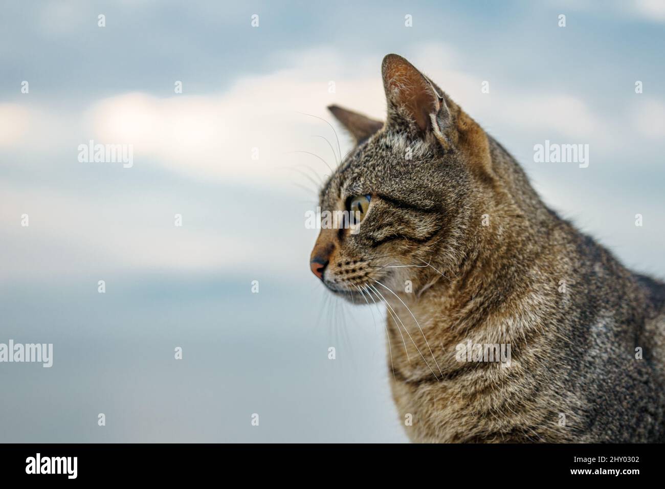 Adorable striped cat on a blurred background Stock Photo - Alamy