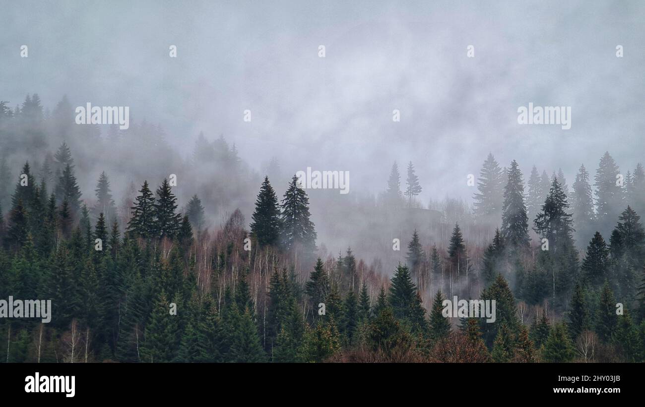 Beautiful shot forest in fog hi-res stock photography and images - Alamy