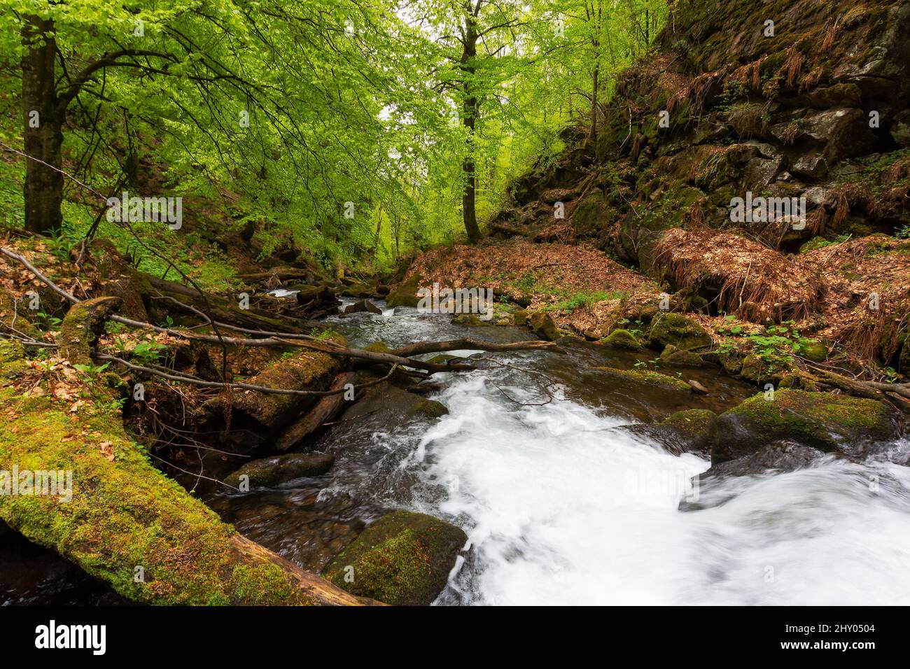 rapid water stream in the park. ancient beech forest in spring ...
