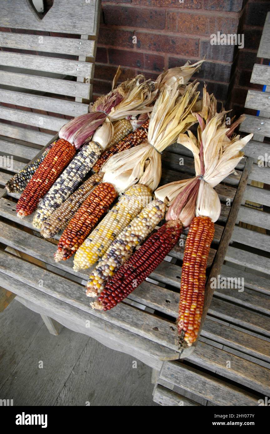 Dried indian fall corn for sale as decorations for the home at festival times Stock Photo