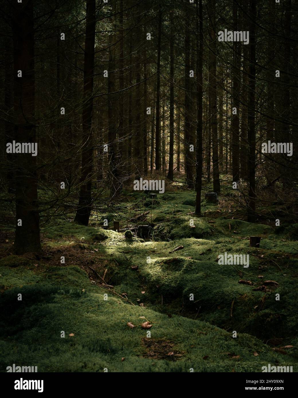 Vertical shot of a mysterious dark forest with tall trees Stock Photo ...