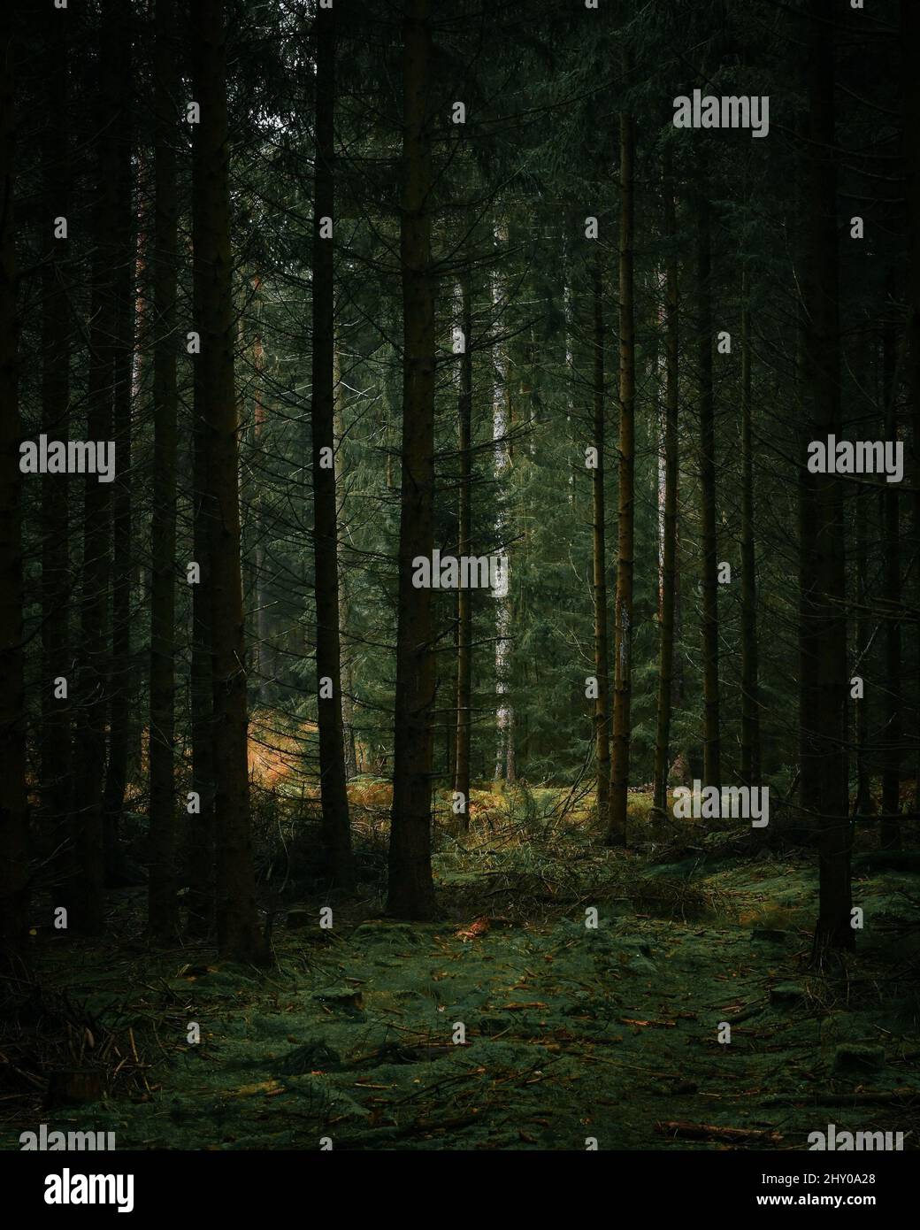 Vertical shot of a mysterious dark forest with tall trees Stock Photo ...