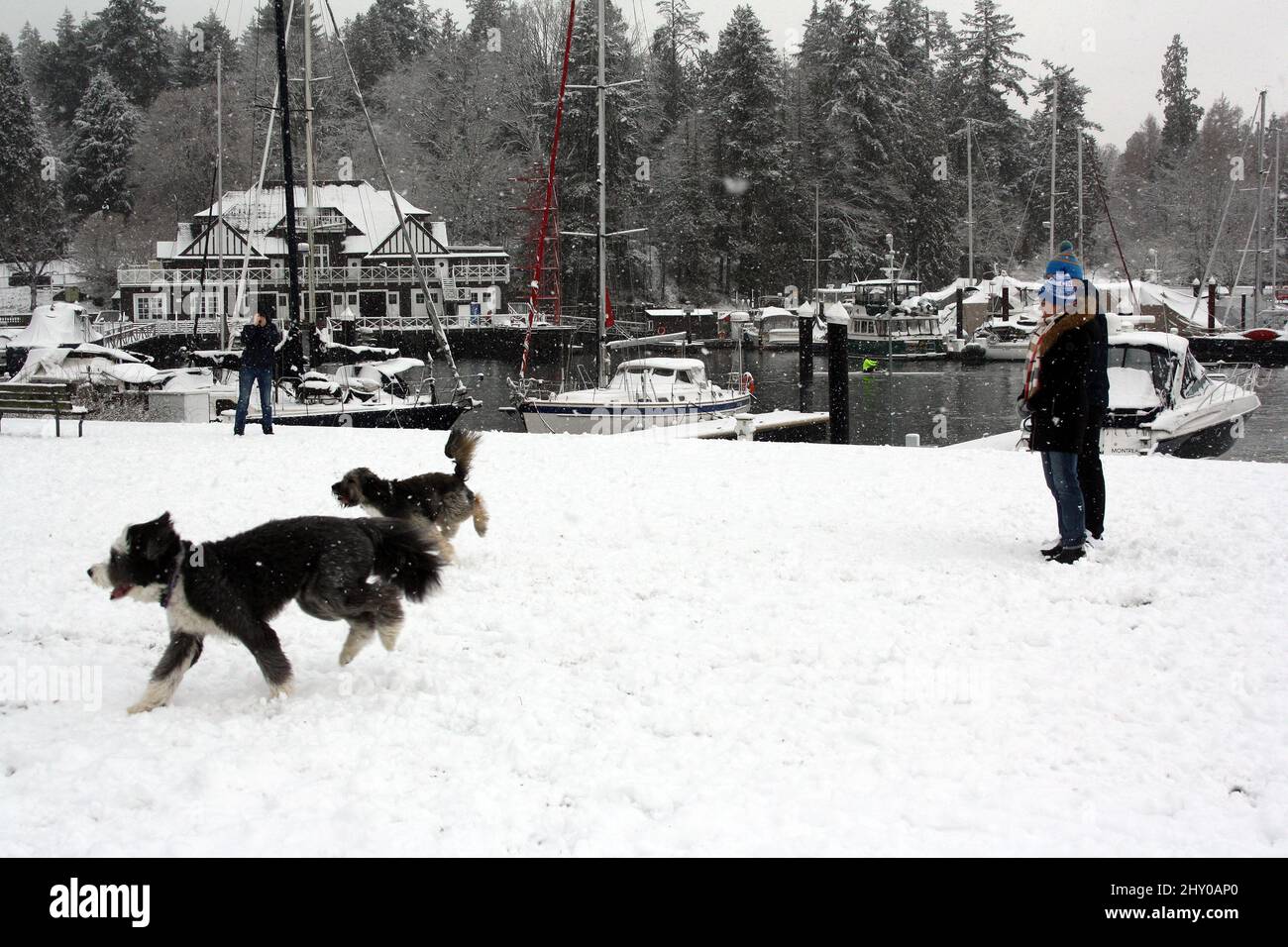Dogs running on the snowcovered Stanley Park in Vancouver, British