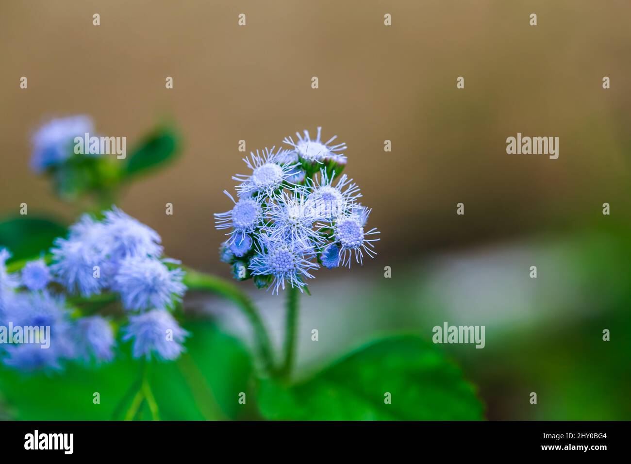 Selective focus shot of a blue mistflower or conoclinium coelestinum Stock Photo