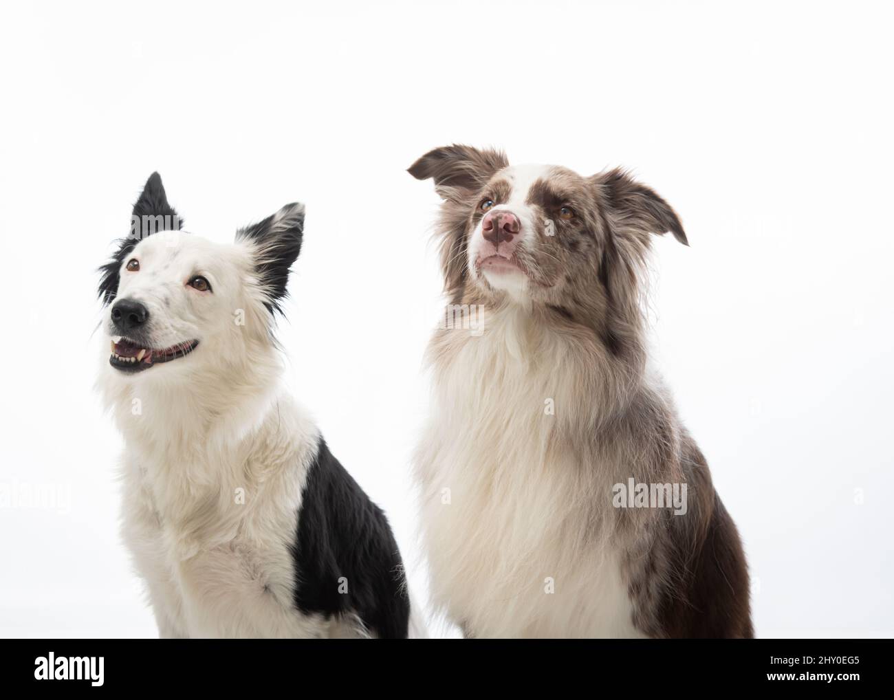 Dog photography in a pet photo studio Stock Photo - Alamy