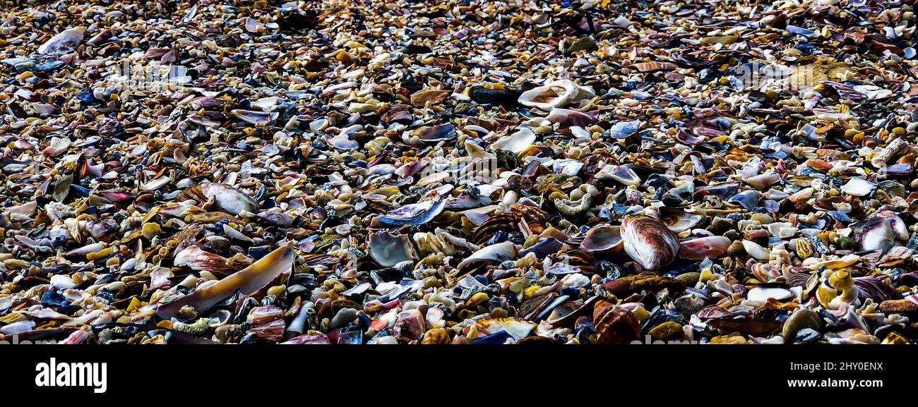 Beach colorful sea shells hi-res stock photography and images - Alamy