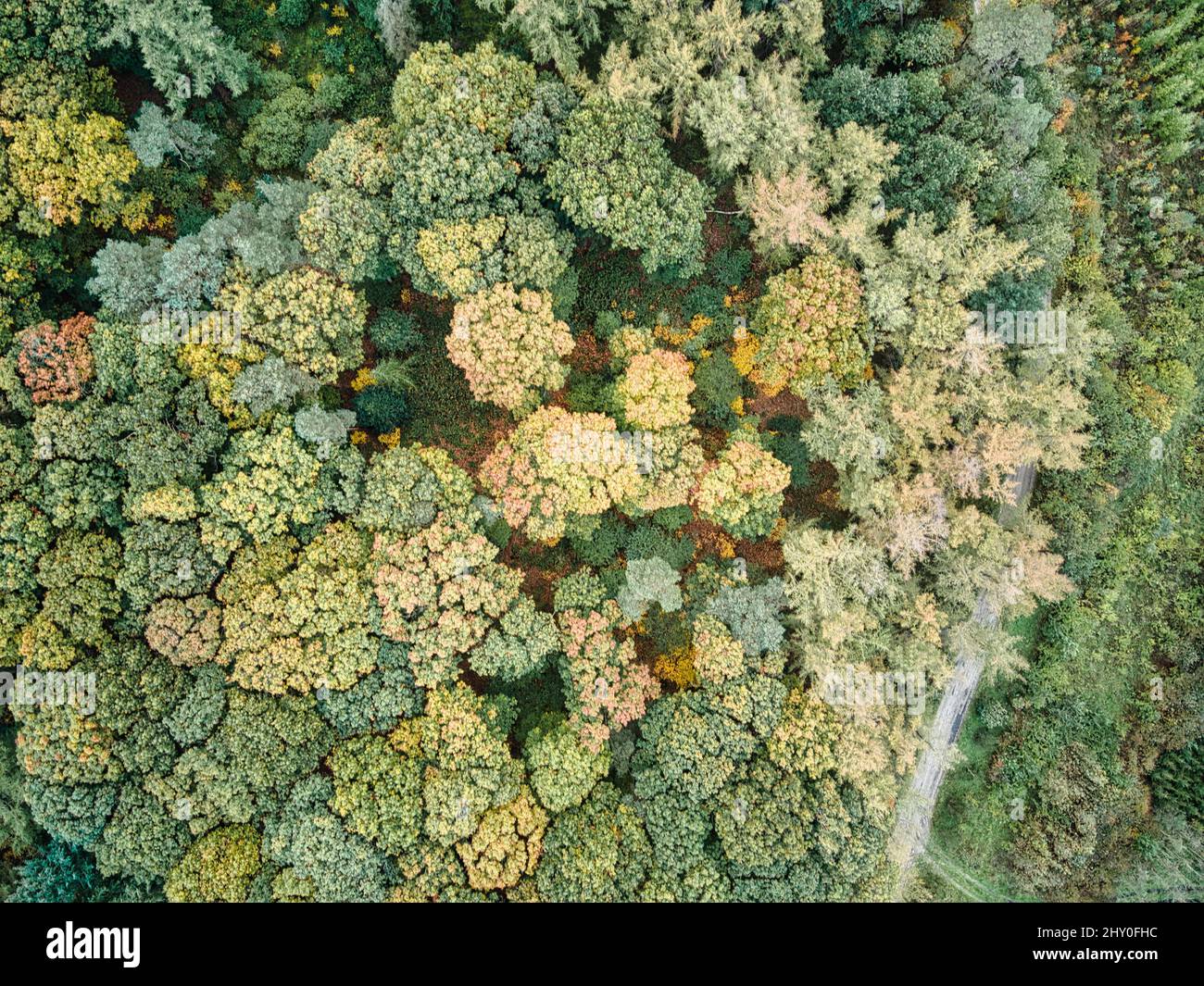 Aerial view of autumn forest with green and yellow trees Stock Photo ...