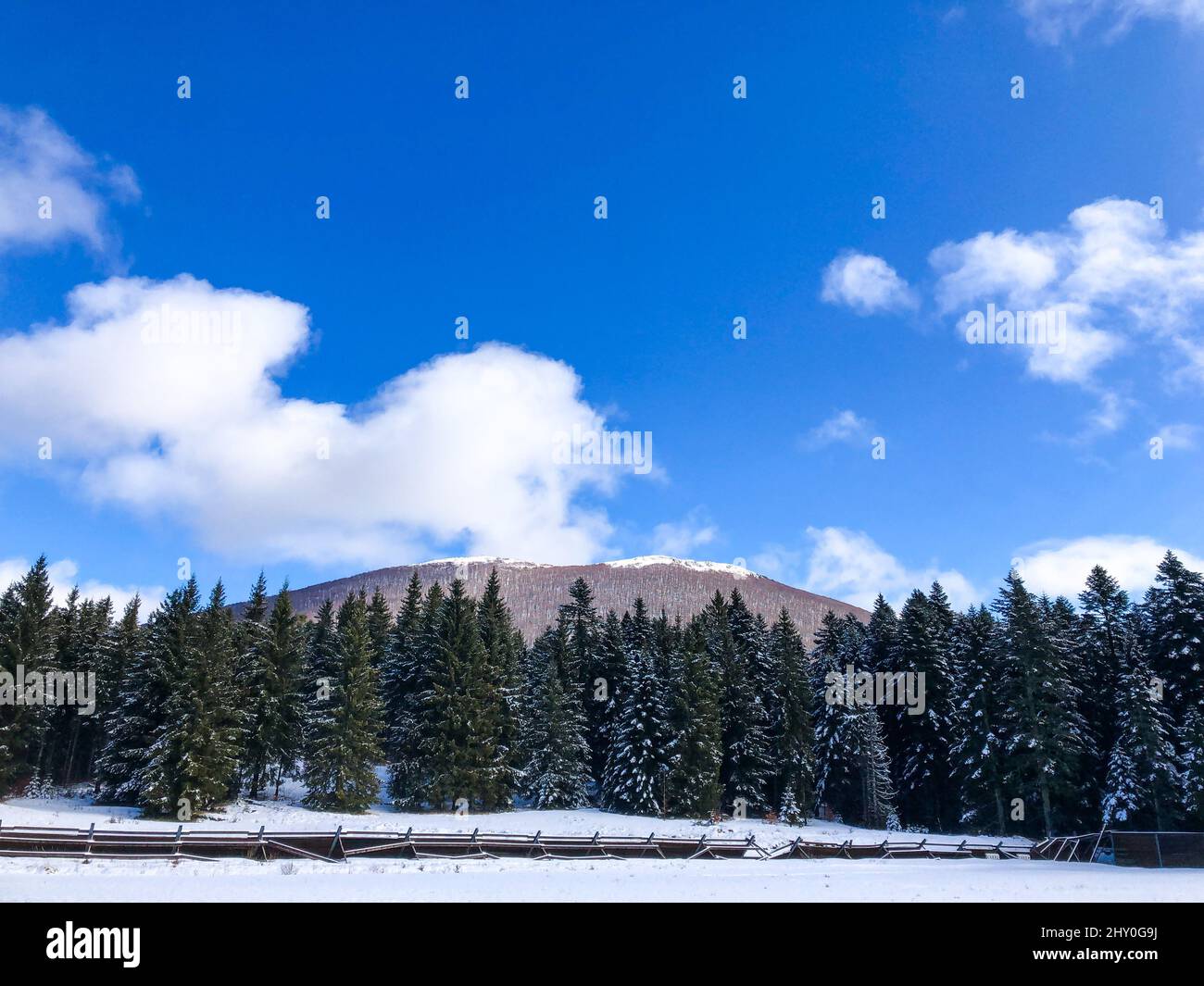 Snowy forest full of pine trees under a blue sky with a few clouds ...