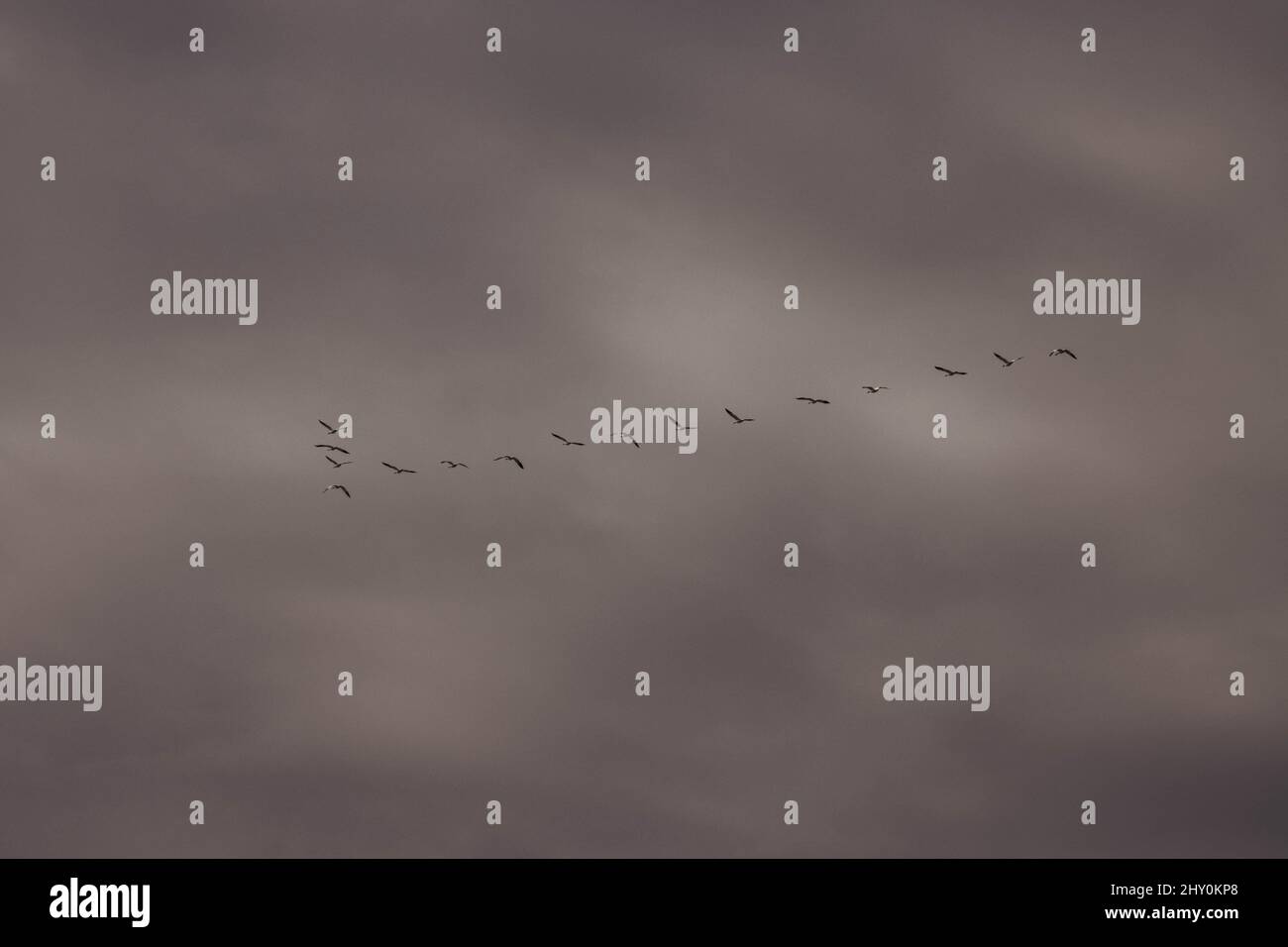 Beautiful view of a flock of birds in a gloomy sky Stock Photo - Alamy