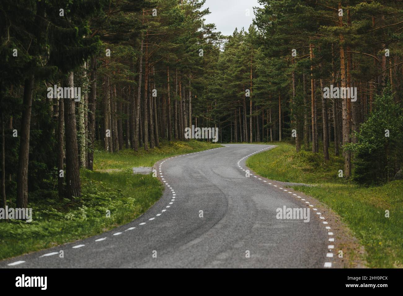 Curvy road surrounded by lush green nature in Estonia, Europe Stock ...