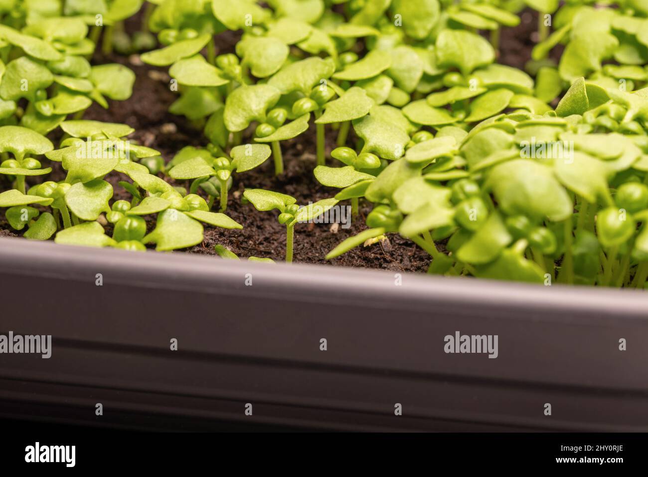 Basil seed sowing in a small greenhouse Stock Photo Alamy